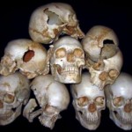 Human Skulls