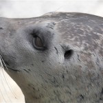 Seal Head