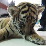 Tiger Cub