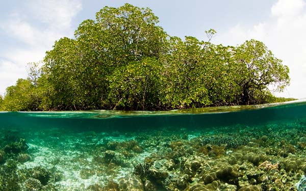 634967107237484981ifalos4