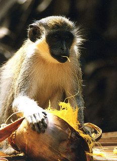 Monkey in Gambia