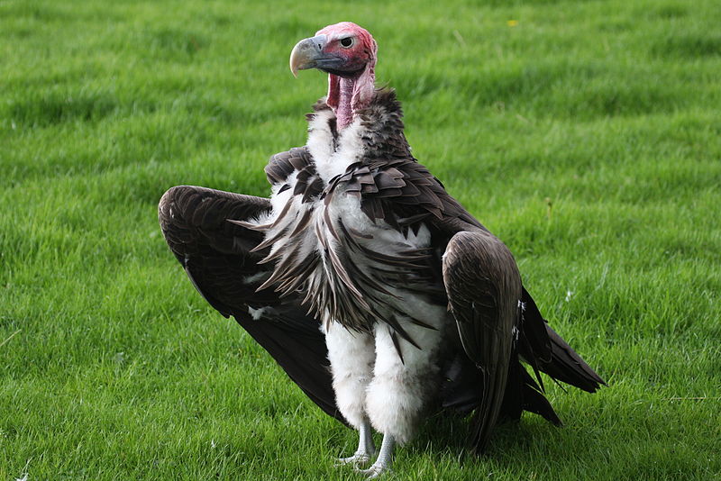 800px-Lappet-faced_vulture_1