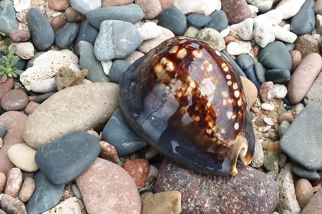 Cowrie Shell