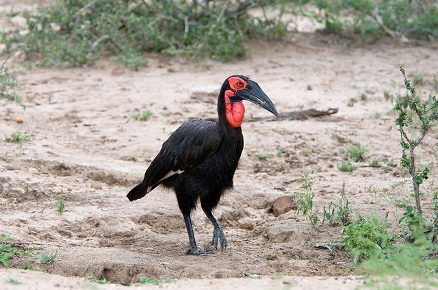 Kruger National Park 1