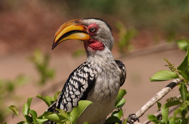 Kruger National Park 4