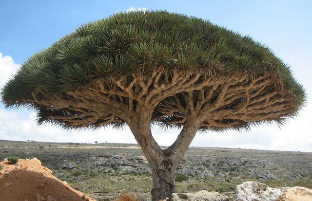 Socotra 1
