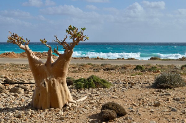 Socotra