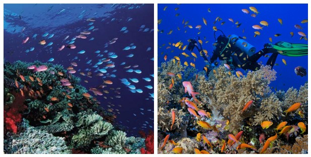 coral reefs pics