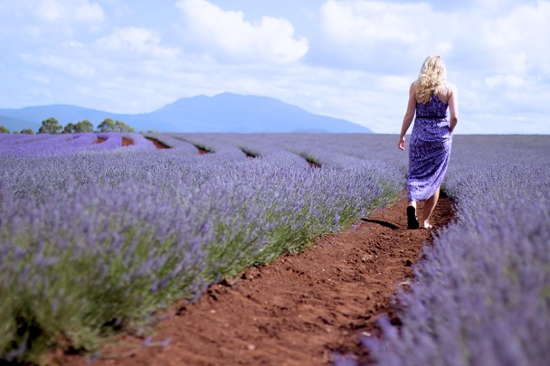 Lavender Fields Forever