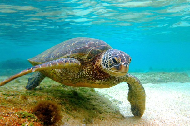 Sea Turtle in Kauai