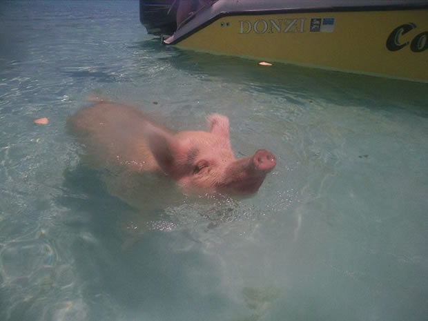 Pig beach 2