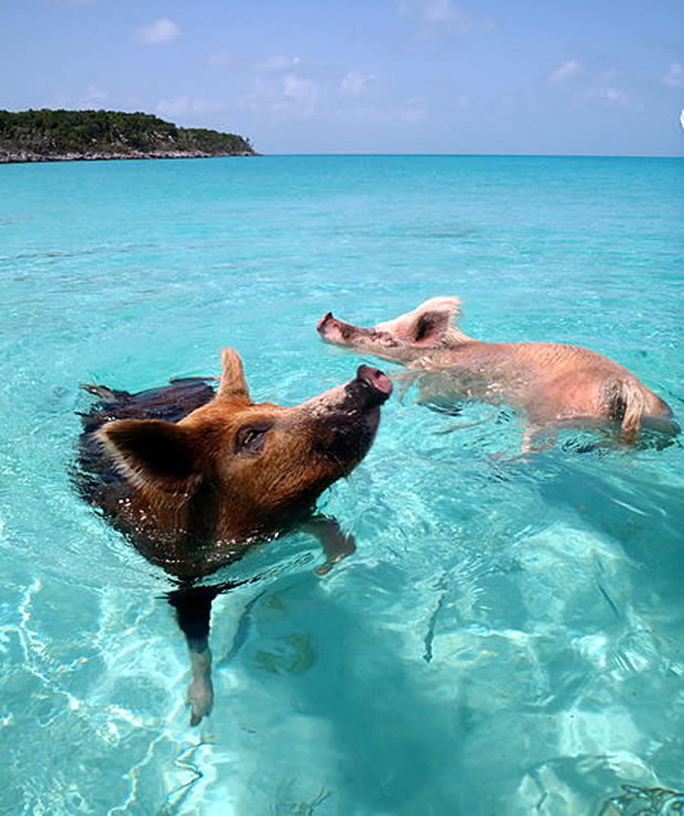 Pig beach