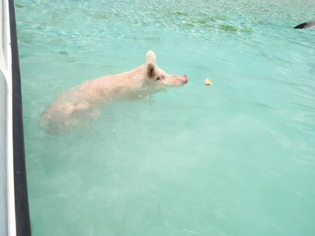 pig beach 3