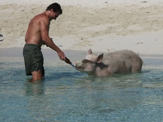 pig beach 5