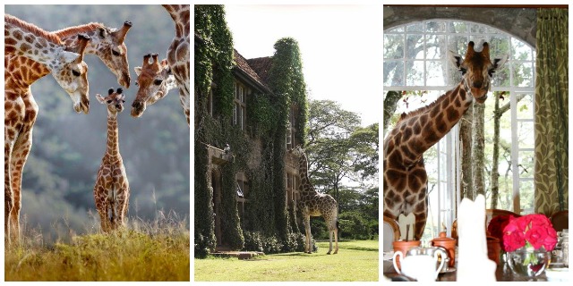 Giraffe Manor