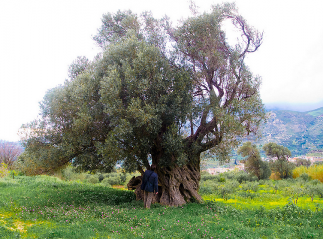 trees-Crete holidays